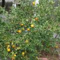 Citrus trees such as this Meyer lemon perform well in Mississippi, but they need protection from cold weather. (Photo by MSU Extension/Gary Bachman)