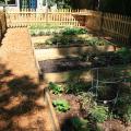 Adding hardscape materials such as treated lumber to build sides keeps raised-bed gardens looking tidy. (Photo by MSU Extension/Gary Bachman)