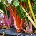 Bright Lights Swiss chard is a cool-season plant that does double duty as a beautiful landscape attraction that is edible and tasty. (Photo by MSU Extension/Gary Bachman)