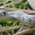 Mississippi is home to 35 species of non-venomous snakes, such as this black racer, which benefit the home landscape by keeping rodent populations in check. (Photo courtesy of Robert Lewis)