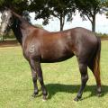 More than 20 horses from the Mississippi Agricultural and Forestry Experiment Station's herd, such as this 2-year-old gray mare, will be sold in an online auction from Nov. 1 to 21 at http://www.auction.msucares.com. (Submitted Photo)