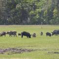 Wild pig herds, such as this one, cause significant damage in a short amount of time by rooting the land. (File photo by USDA APHIS/Carol Bannerman)