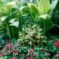 Tropicals mixed in these beds showed that nothing can transform a garden as does the inclusion of plants grown for their large foliage. 