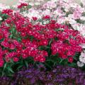 Dianthus