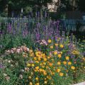 If you want beautiful larkspurs next spring, the time to plant is at hand.