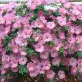 Ball Flora Plant, a division of Ball Seed, is introducing the Suncatcher series of petunias . These are large showy petunias that bring a bright, colorful impact to the garden or basket. 