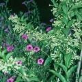 The yellow, trumpet-shaped flowers of the Night Jasmine give an enticing fragrance during several bloom cycles from spring until frost. Here it is grown with Petunia integrifolia.