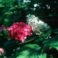 This pink french hydrangea combines beautifully with the Mississippi Medallion award-winning, native oakleaf hydrangea.