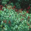 The burgundy wine-colored flowers of the Salvia van houttei are not only beautiful but prove to be a delicacy for ruby-throated hummingbirds.