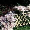 An annual planting of tall, purple gomphrena in the background accentuates this display of large, rose-pink flowers on Clara Curtis, also known as Country Girl.