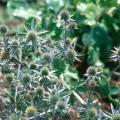 The unique, blue flowers of the Sea Holly are most welcome in Mississippi gardens. Sea Holly was one of the stalwart performers in the trial grounds at the Mississippi State University arboretum.