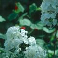 The glistening white flowers of the perennial phlox David offers fragrance as well as beauty for an extended season.