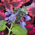 Costa Rica Blue salvia