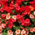 The Cancun Mix of Tempo Impatiens will literally pop out of the shady garden, making everyone take notice.