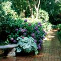 The colorful-leafed caladiums give a lush, cool, tropical feeling to any part of the landscape, and light up areas like this shady garden sidewalk. 