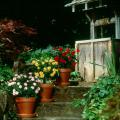 Containers may be the perfect place for small, manageable flower gardens. Stair-stepping containers at the home's entryway will make visitors feel welcome.