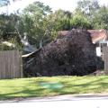 This Hancock County tree will not have the option of recovery, but immediate attention can help salvage very small trees blown over by Hurricane Ivan. (Photo by the Sea Coast Echo in Bay St. Louis, Miss.)