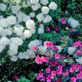 The snowball viburnum produces 6- to 8-inch glistening white blossoms. While three or four flowers would make a dramatic statement, the Chinese snowball produces them by the scores.