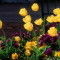 Yellow tulips provide a colorful contrast with purple pansies.