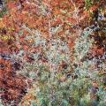 The blue-green foliage of the Arizona cypress stands out in showy contrast against the fall rusty red needles of the bald cypress.