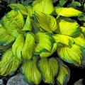 Stained Glass has brilliant shiny golden foliage surrounded by a 2-inch wide, dark-green margin. The American Hosta Growers Association has chosen Stained Glass as the 2006 "Hosta of the Year."