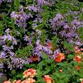 These blue scaevola partner well with orange verbena in this sunny garden setting. With lovely fan-shaped flowers and summer heat tolerance, scaevola has won numerous awards for their performance across the South.