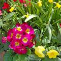 Primulas offer months 