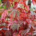 Haight Ashbury has a distinctive maple leaf shape with serrated leaves and an incredible variegation of red, copper and pink. Its top attributes include drought tolerance, heat tolerance and deer resistance.