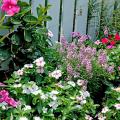 The bright eyes of these Titan periwinkles contribute to this fence-line display of summer flowers.