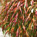 The Flume coleus reaches 24 inches in height. Its colorful, saber-shaped foliage is psychedelic pink and burgundy with green margins.