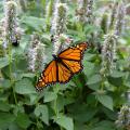 An orange Monarch butterfly feeding on the light blue-lavender flowers of the Blue Fortune agastache give this garden a complementary color scheme in motion.