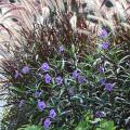 The sun gleams through the foxtail-like blooms of the purple fountain grass, whose leaf color works in monochromatic harmony with the Mexican petunia. The planting also includes Marguerite sweet potato vines with bright chartreuse foliage, making a great complementary marriage with the petunias' iridescent blue flowers.