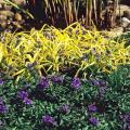 This 2007 garden was spectacular with Sweet Kate tradescantia separating King Tut papyrus, the tallest plant in the back of the border, and Homestead Purple verbena in front, which has flowers that complement Sweet Kate's golden lime-colored leaves.  