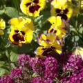 The Fizzy Lemonberry is a new pansy mix that is predominantly a cheerful yellow with a dark blotch and ruffled, picotee edges that are dark purple.