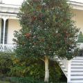 A Nellie R. Stevens holly provides pleasing winter color to this home landscape, holding its abundant fruit through the dreary winter months. (Photo by Jeff Wilson)