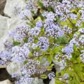 Winter is a good time to evaluate a landscape’s design features. Consider using edging to define beds and provide continuity. Large stones are used to edge this bed of purple ageratum. (Photo by Scott Corey) 