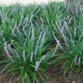 Liriope thrives in full sun or shade, providing a versatile groundcover under trees or a soft border for paved areas and foundations. Flowers may be purple, lavender or white, and they bloom from July to the end of August. (Photo by Gary Bachman)