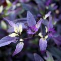 Most ornamental pepper flowers are white and inconspicuous, but the Purple Flash’s flowers are purple and add landscape interest.