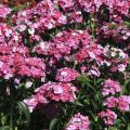 Amazon dianthus Rose Magic's multicolor flower display lives up to its name. These flowers start out white and transition to pink and then rose. (Photo by Gary Bachman)