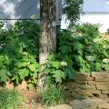 The tough, native Oakleaf hydrangea thrives in partial shade. Its gray-green summer foliage puts on a fall color show, then the leaves drop, exposing beautiful, exfoliating branches.