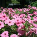 Using organic soil amendments can produce beautiful flowering displays, such as these Vista Bubblegum Petunia Supertunias. (Photo by Gary Bachman)