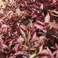 Brazilian Red Hot is a Joseph's Coat with wavy leaves that are variegated with purplish centers and fluorescent fuchsia margins. (Photo by Gary Bachman)