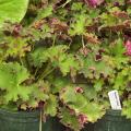 The leaves of some coral bells are different colors on top and bottom, creating flashes of color when the wind blows. (Photo by MSU Extension Service/Gary Bachman)