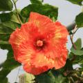 Thirty-eight varieties of Cajun hibiscus give plant lovers plenty of color choices, including bright yellows, pinks, reds, whites and color blends, such as this variety, called High Definition. (Photo by MSU Ag Communications/Gary Bachman)