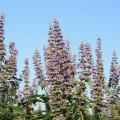 Vitex is a flowering shrub or small tree that blooms for at least six weeks in Mississippi's summer. Its brilliant flowers attract bees, butterflies and hummingbirds. (Photo by MSU Extension Service/Gary Bachman)