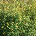 Golden Thryallis makes a great background for other plants in a flowering perennial border. When mass-planted, it looks outstanding as a large-scale ground cover. (Photo by MSU Extension Service/Gary Bachman)