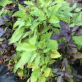 Grow herbs such as these colorful Dark Opal and Purple Osmin basil plants in a container so you can have fresh seasonings and decorations for dishes all winter long. (Photo by MSU Extension Service/Gary Bachman)