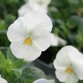 Cool Wave White trailing pansy is a pure-white flower that performs well in the cold of a Mississippi winter. Blooms do not survive a hard freeze, but the plant resumes flowering when temperatures moderate. (Photo by MSU Extension Service/Gary Bachman)