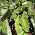 Colocasia Mojito adds a refreshing color splash to the garden with its medium-green leaves speckled with dark flecks of purple. (Photo by MSU Extension Service/Gary Bachman)