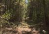 Pine trees surround a small clearing in a Mississippi forest.